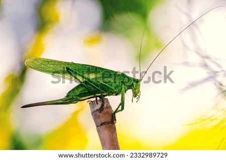 Tettigonia viridissima. Great green bush-cricket. Female Nymph sitting on grass. long horned grasshoppers insect. large species of katydid or bush-cricket. Scientific Tettigoniidae Royalty-Free Stock Photo #2332989729