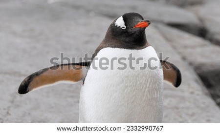 Gentoo penguin Pygoscelis papua portrait. Antarctic Peninsula. High quality photo