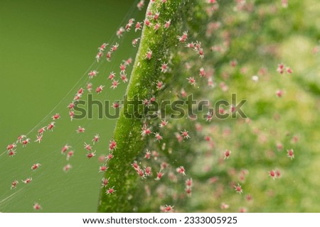 Closeup red spider mite on silk webbing colony     Royalty-Free Stock Photo #2333005925