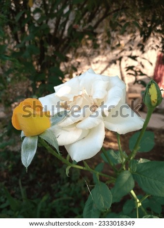 Beautiful white and growing yellow rose picture.