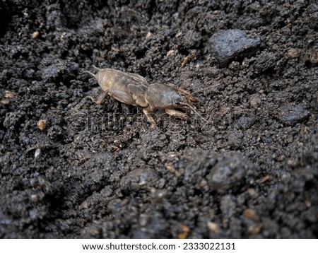 close up photo of mole cricket (Gryllotalpa). Royalty-Free Stock Photo #2333022131