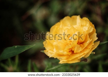Macro photo of carnation flower