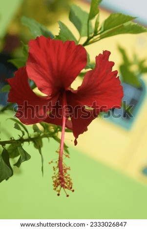 It is a image of a Hibiscus, cuptured by a DSLR Camera. There is no editing on this image, no watermark. It is a raw image and is perfect for you editing...