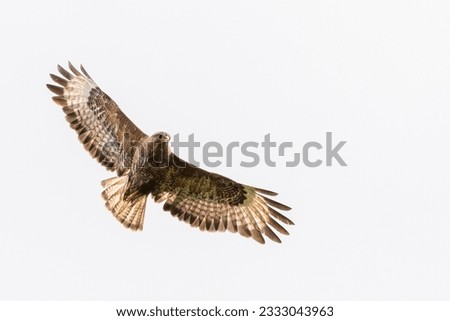 Common buzzard (Buteo buteo) in flight, Scotland Royalty-Free Stock Photo #2333043963