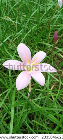Beautiful wooden sticks, many kinds of flowers