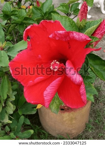 This is a hibiscus flower. It is a natural view of Bangladesh. 