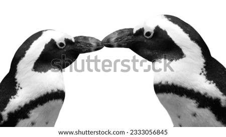 Couple Head Penguin Isolated In The White Background