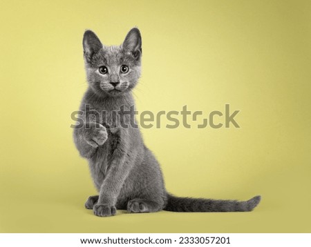 Cute Russian Blue cat kitten, sitting up side ways with one paw playful in air. Looking straight to lens. isolated on a soft green background. Royalty-Free Stock Photo #2333057201