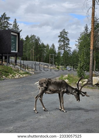 A wild reindeer exploring the Lappish forest in front of a modern treehouse accomodation in rovaniemi Finland 