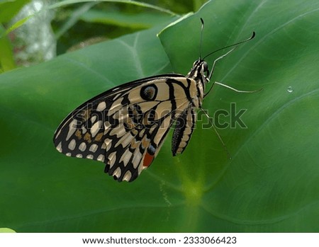 Beautiful Lime swallowtail butterfly nature 