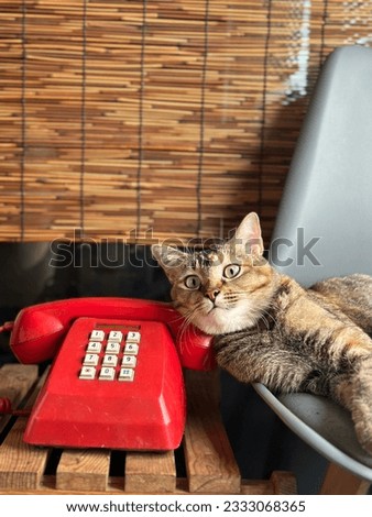 Adorable young cat with tiger stripes laying next to an old phone.