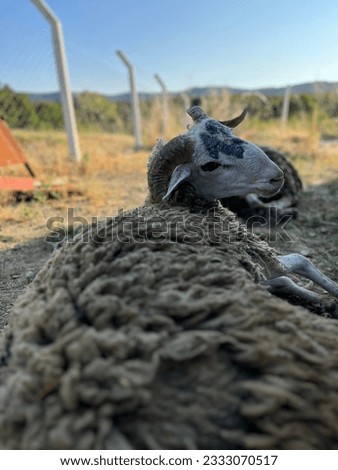 Feast of Sacrifice in Islam and sheep Royalty-Free Stock Photo #2333070517