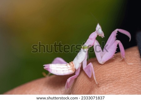 Orchid Mantis on a finger