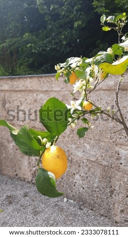 ripe lemon on a tree branch