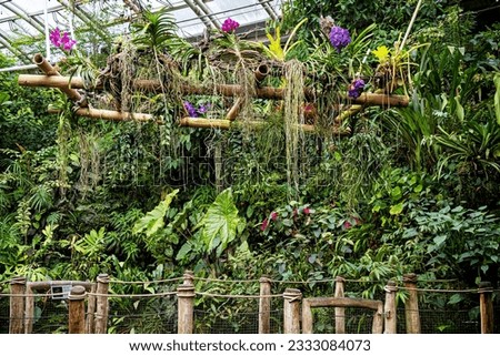Tropical nature in Fata Morgana greenhouse, botanical garden, Prague, Czech republic. Royalty-Free Stock Photo #2333084073