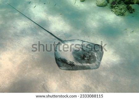 Large dark stingray on the sandy bottom. Underwater photography, scuba diving with animal in the sea. Stingray, marine life picture. Aquatic wildlife - ray on the sand.