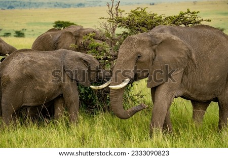 A herd of african elephants eating the branches of an acacia tree on the Maasai Mara savannah in Kenya