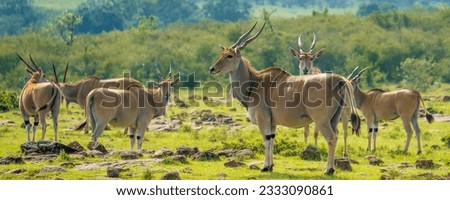 A herd of Common eland -Taurotragus oryx- stands on grass watching camera, Maasai Mara National Reserve- Narok, Masai Mara, Kenya Royalty-Free Stock Photo #2333090861