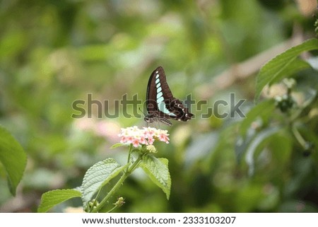 a black and blue butterfly collecting nectar from a yellow and pink flower