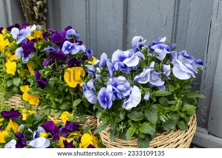 Viola tricolor, potted colorful decorative  flowers. Close-up photo with selective soft focus