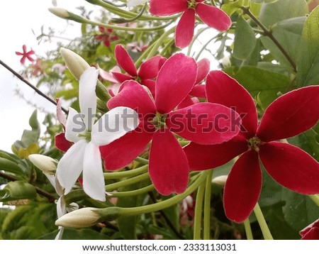 This is a visual matahes flowers. It is a natural view of Bangladesh. 