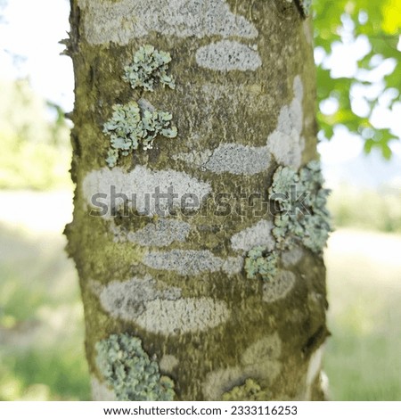 Against a bright green background, a section of a birch trunk shows off its quirky and unique bark, with its intricate patterns and textures, as if dancing on the surface of the tree.