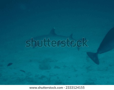 Very shy juvenile white tip reef shark