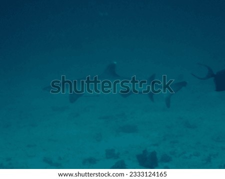 Very shy juvenile white tip reef shark