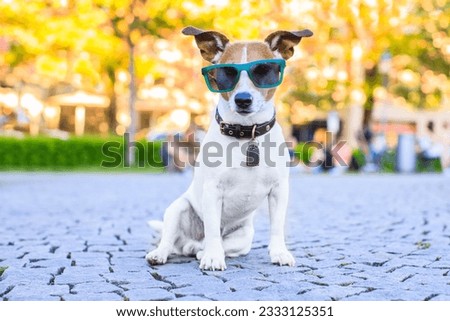 Jack russell dog waiting to go for a walk with owner in park sitting with cool and funny sunglasses