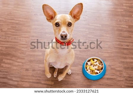 hungry chihuahua dog behind food bowl isolated wood background at home and kitchen looking up to owner and begging