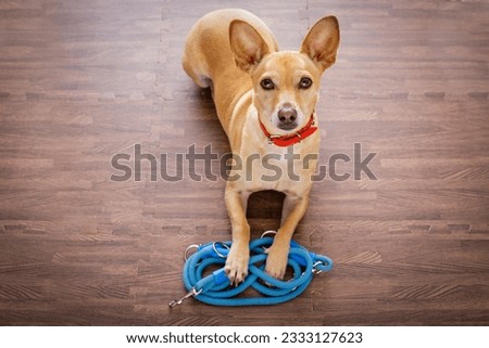 chihuahua dog waiting for owner to play and go for a walk with leash , isolated on wood background