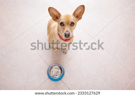hungry chihuahua dog behind empty bowl, isolated by floor background at home and kitchen looking up to owner and begging for food