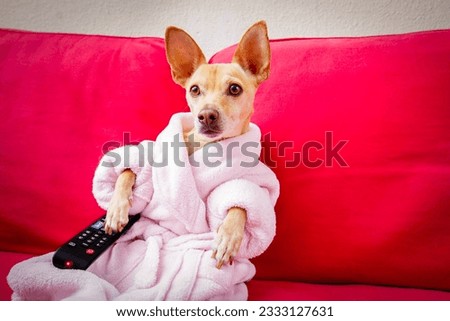 chihuahua dog watching tv or a movie sitting on a red sofa or couch with remote control changing the channels