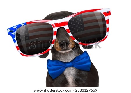 dachshund sausage dog wearing sunglasses of usa on independence day 4th of july, reflections on glasses, isolated on white background