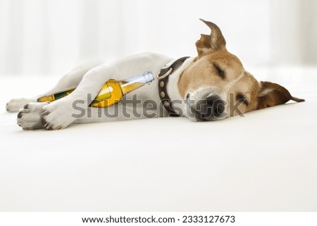 drunk jack russell dog having a hangover sleep with eyes closed holding a beer bottle