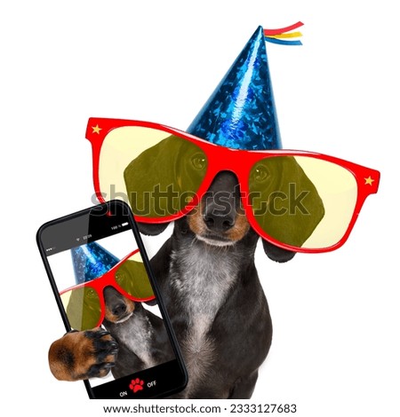dachshund or sausage dog ,wearing red sunglasses and party hat , isolated on white background, taking a selfie with a smartphone or cell phone