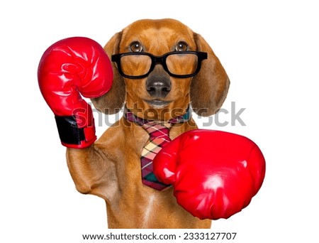 dachshund or sausage dog boxing with big red gloves businessman , manager, or secretary isolated on white background.