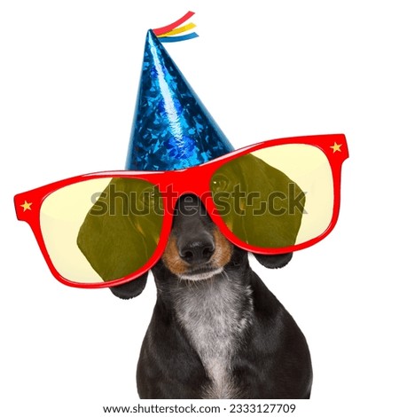 dachshund or sausage dog ,wearing red sunglasses and party hat , isolated on white background