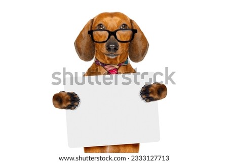 office worker businessman dachshund sausage dog as boss and chef , with empty blanc banner placard or poster , isolated on white background