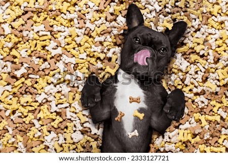 hungry french bulldog dog inside a big mound or cluster of food , isolated on mountain of cookie bone treats as background,with negative empty space to the side Royalty-Free Stock Photo #2333127721