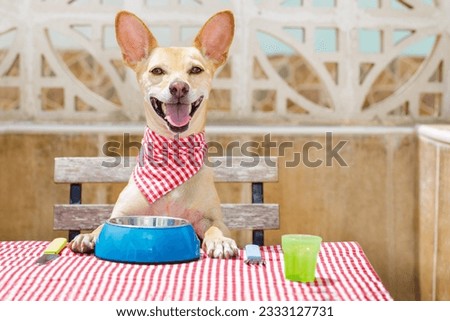hungry chihuahua dog eating with tablecloth utensils at the table , food bowl , fork and knife