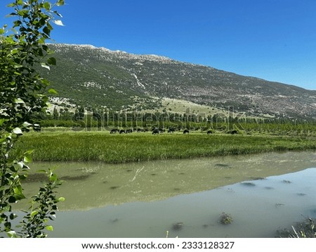 Lebanese meadow panoramic landscape. Buffalos, lake and mountains in the background. Eco-tourism and places to visit. Aamiq Wetlands, Lebanon.