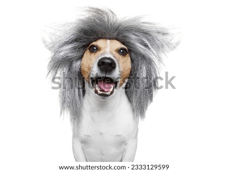 smart and intelligent dumb or nerd jack russell dog wearing a grey hair wig , isolated on white background