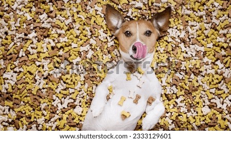 hungry jack russell dog inside a big mound or cluster of food , isolated on mountain of cookie bone treats as background, licking with tongue