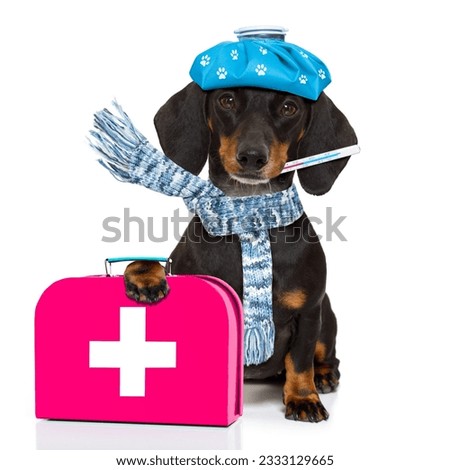 sick and ill dachshund sausage dog isolated on white background with ice pack or bag on the head, with thermometer and first aid kit