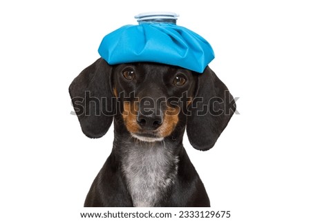 sick and ill dachshund sausage dog isolated on white background with ice pack or bag on the head