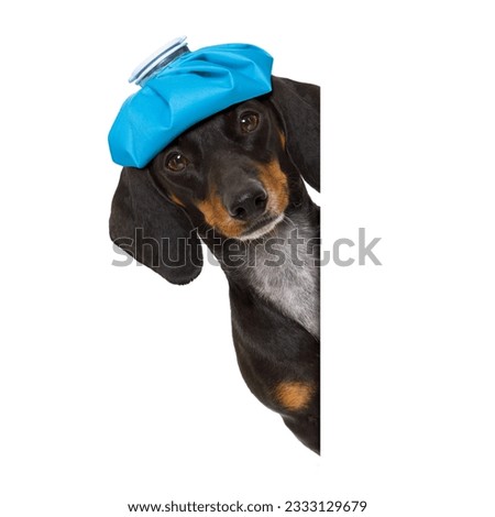 sick and ill dachshund sausage dog isolated on white background with ice pack or bag on the head