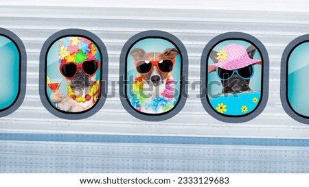 Summer vacation holiday dogs traveling in an airplane , looking throw old retro airplane or aircraft , wearing sunglasses