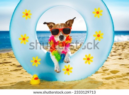 jack russel dog resting and relaxing on a air mattress or swim ring at the beach ocean shore, on summer vacation holidays