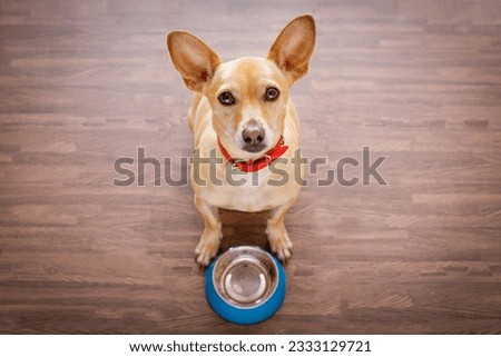 hungry chihuahua dog behind empty bowl, isolated wood background at home and kitchen looking up to owner and begging for food